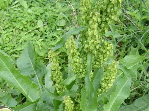 Щавель парагвайский