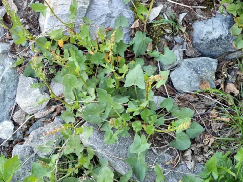 French sorrel