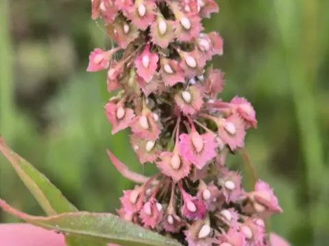 Narrow-leaved dock