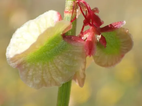 Rose sorrel