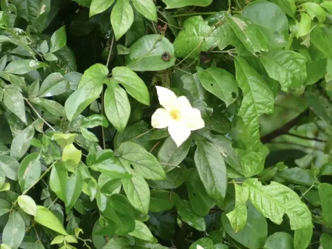 Ruthalicia