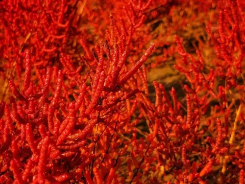 Salicornia stricta