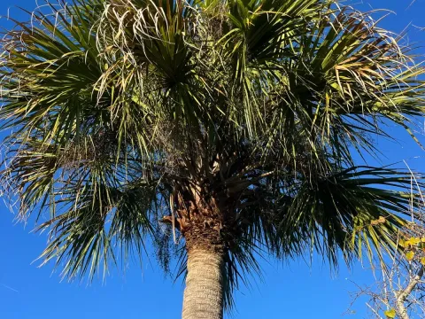 Sabal