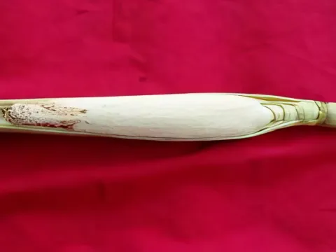 Edible sugarcane