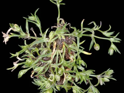 Annual pearlwort