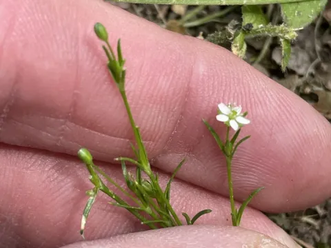 Sagina decumbens