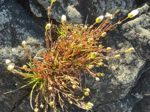 Knotted pearlwort