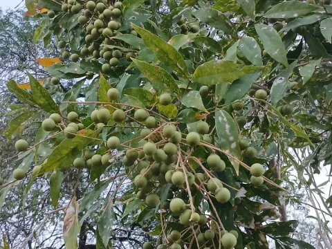 Florida soapberry