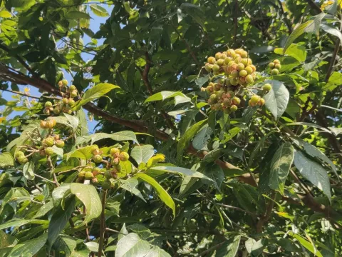 Sapindus trifoliatus