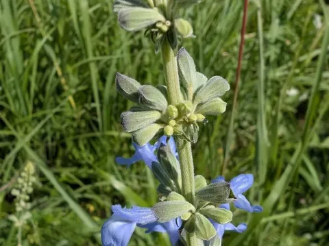 Azure sage