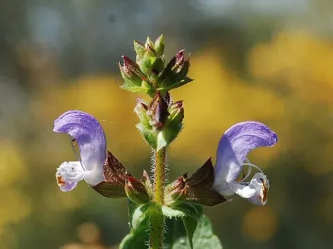 Algerian sage