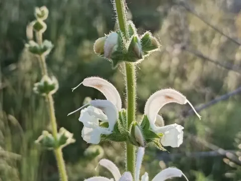 Silver sage