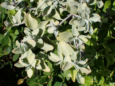 Golden Sage