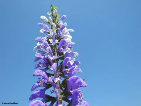 Barrelier's Sage