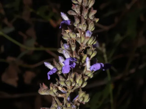 Salvia dasycalyx