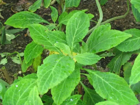 Diviner's sage