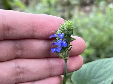 Salvia hyptoides