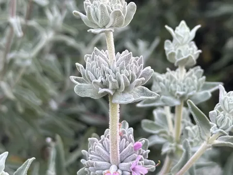 White sage (Salvia leucophylla)