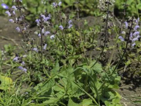 Moureti Sage