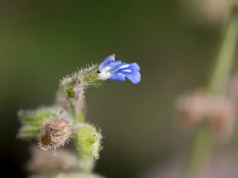 West Indian sage