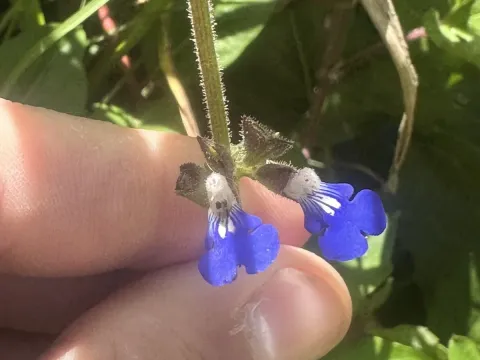 Creeping sage
