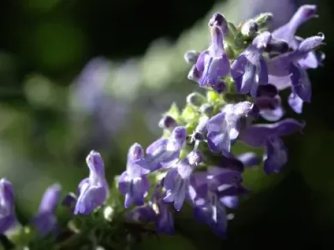 Many-spiked sage