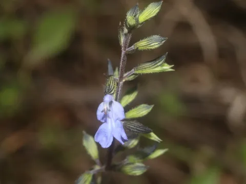 Late sage