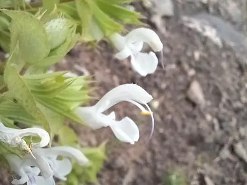 Spiny sage