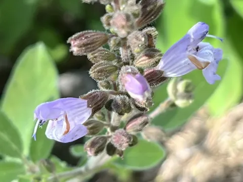 Greek sage