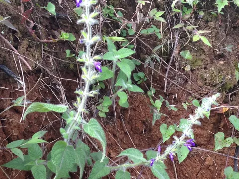 Salvia urica