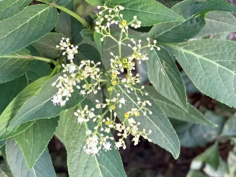Javanese elder