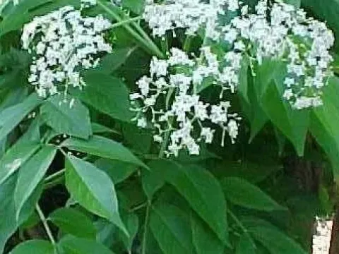 American red elderberry