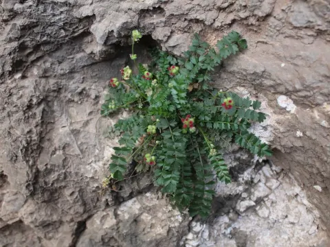 Sanguisorba ancistroides