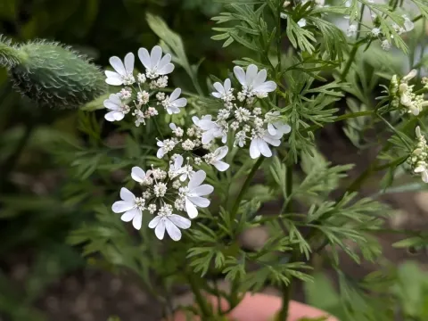 Coriander