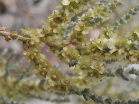 Salsola aphylla