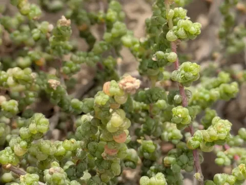 Salsola baryosma