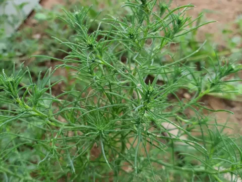 Salsola collina
