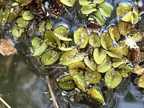 Salvinia