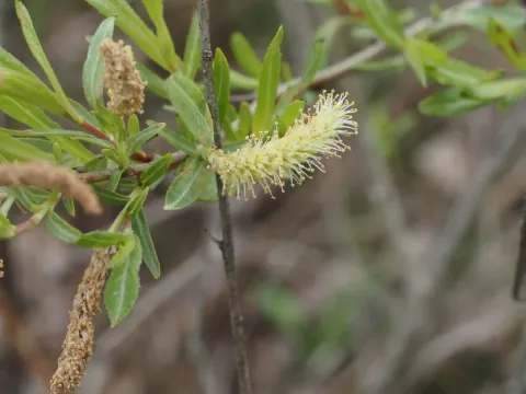 Salix interior