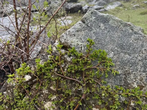 Kitaibel willow