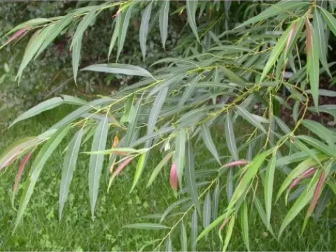 Medwedew's Willow