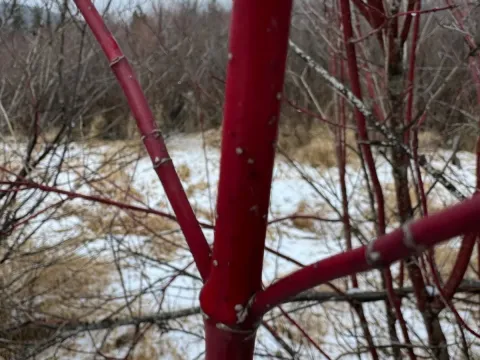 Дёрен