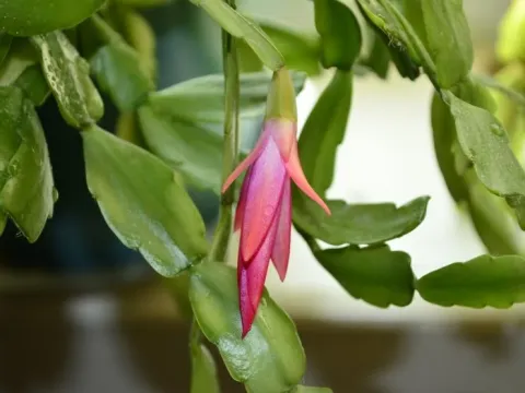 Schlumbergera