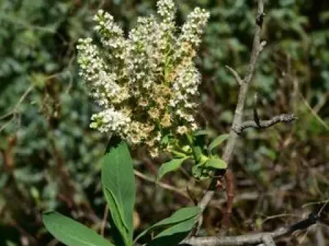 Sibiraea