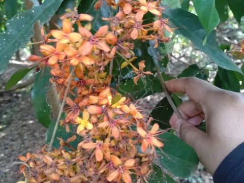 Сарака індійська