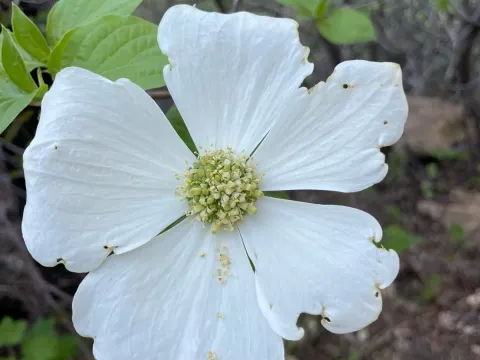 Pacific Dogwood