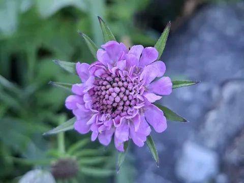 Shining scabious