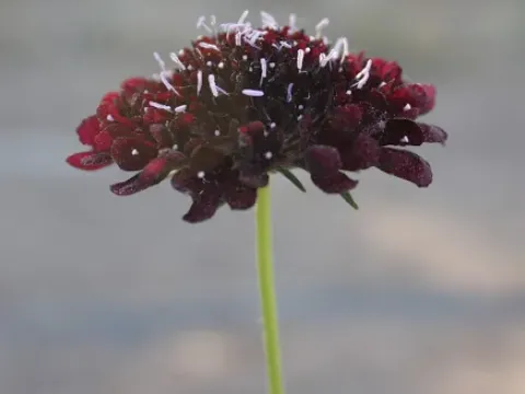 Scabiosa