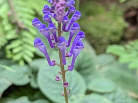 Scutellaria discolor