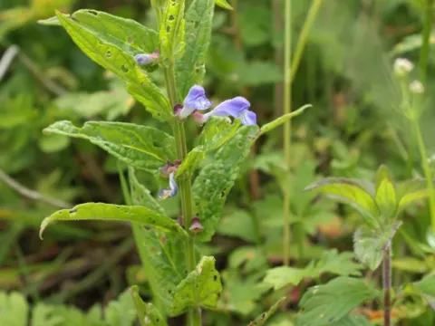 Marsh skullcap